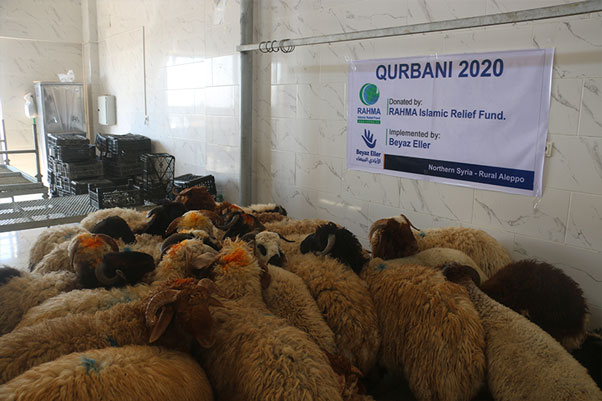 Qurbani animal