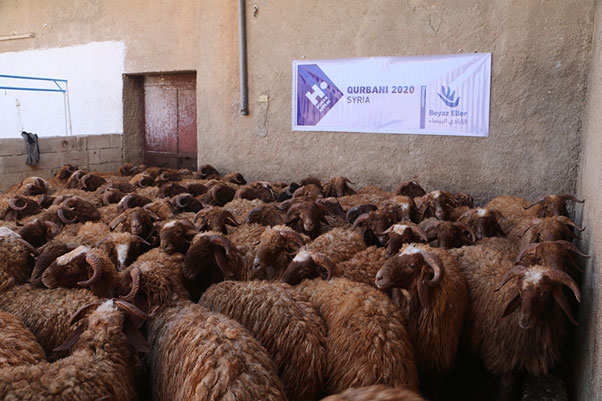 Qurbani animal